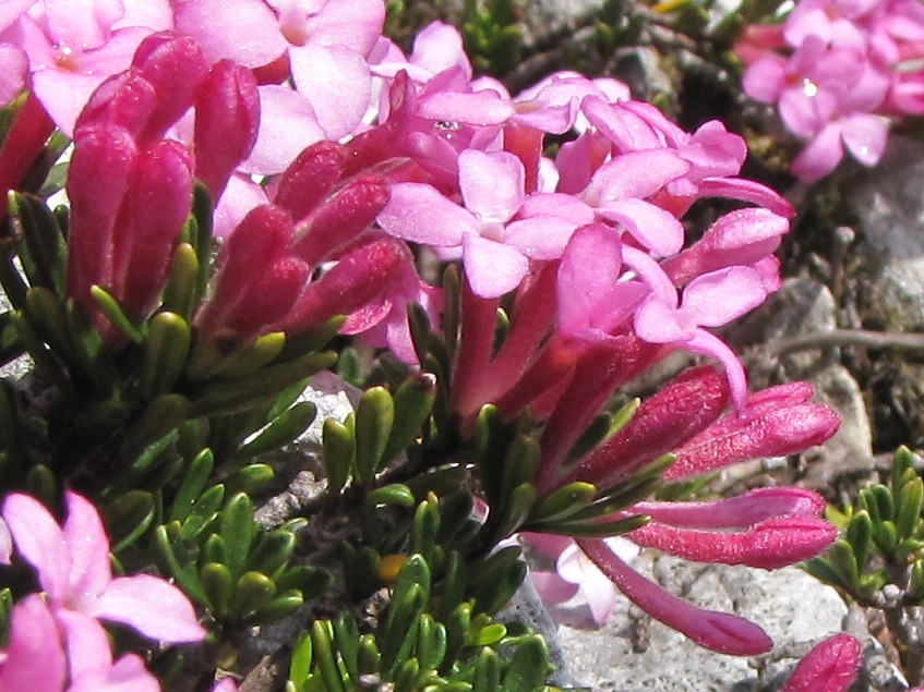 Daphne petraea / Dafne minore